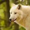 Vlk arkticky - Canis lupus arctos - Arctic Wolf 0186